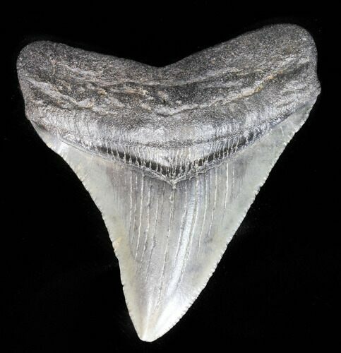 Juvenile Megalodon Tooth - South Carolina #39955